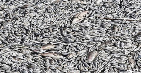live fish petsmart|Dead fish flood Greece port city Volos, turning off .
